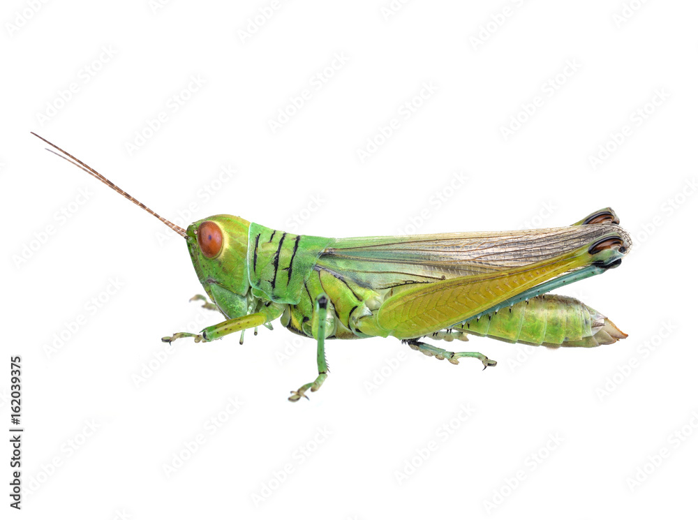 Grasshopper in front of white background Grasshopper in front of white background