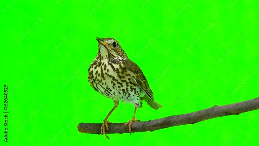 Song Thrush (Turdus philomelos) isolated on a green background Song Thrush (Turdus philomelos) isolated on a green background