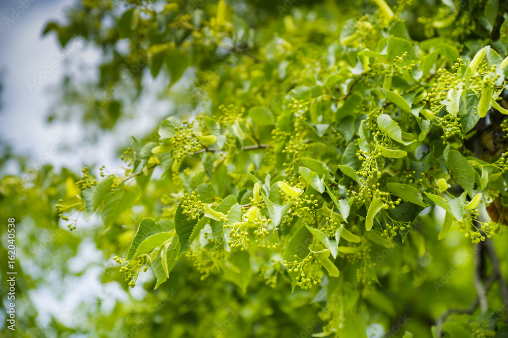 Branches of flowering linden Branches of flowering linden