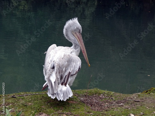 pelican