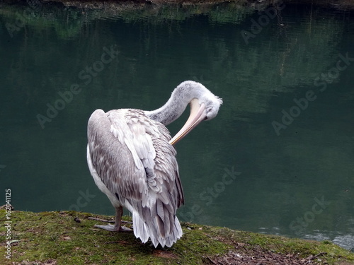 pelican