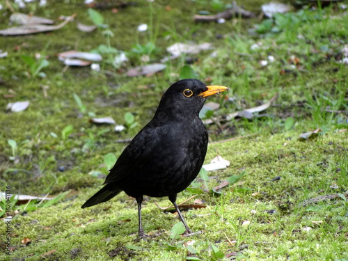 black bird