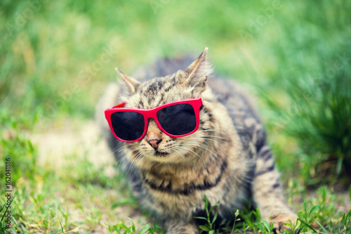Portrait of cat wearing sunglasses sitting in a grass