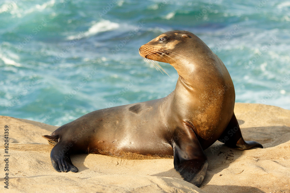 Naklejka premium A Wile Seal Plays at La Jolla Cove on a Sunny Late Afternoon , San Diego, California, USA.