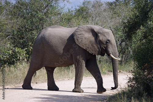 Akfrikanischer Elefant Kr  ger National Park