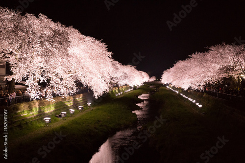 調布 野川 桜のライトアップ photo