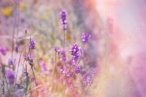 Soft focus on lavender flowers in flower garden, lavender flowers lit by sunlight 