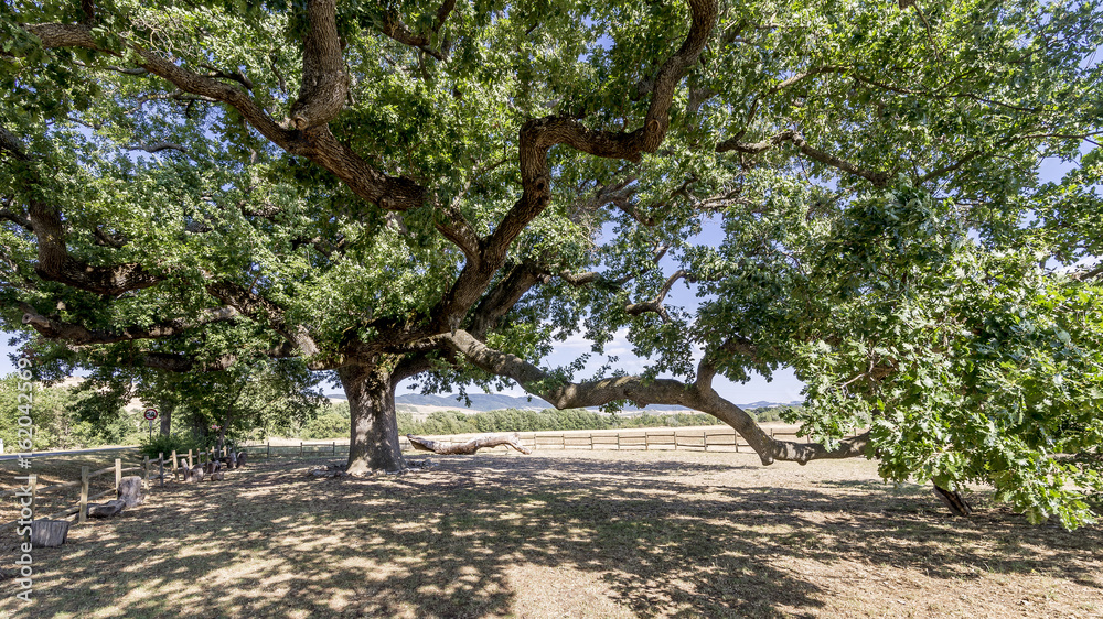 The famous oak tree Quercia delle Checche, Pienza, Tuscany, Italy
