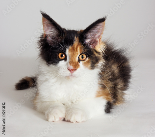 three-colored kitten of Maine Coon