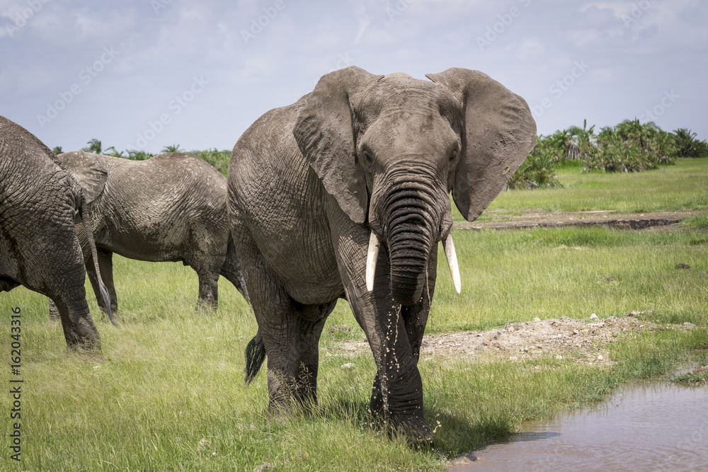 Fototapeta premium Elephant male walks to the watering
