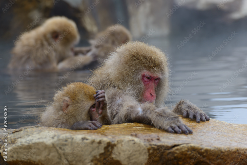Fototapeta premium 温泉に入るサル