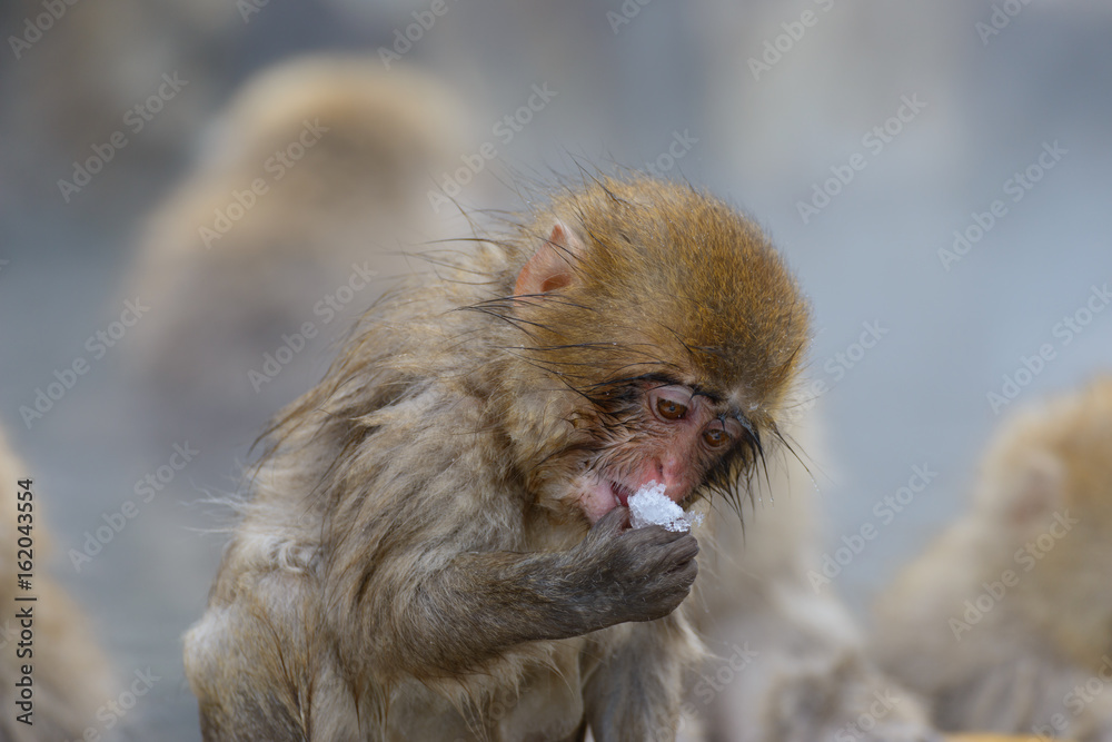 Fototapeta premium 温泉に入るサル