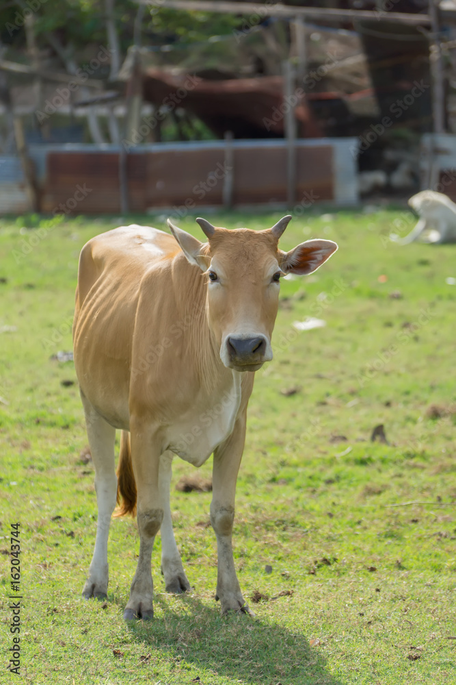 Cows are looking to shoot.