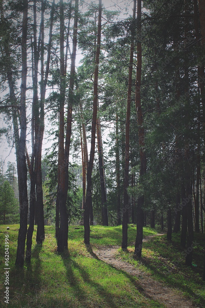 Fototapeta premium Alluring path 