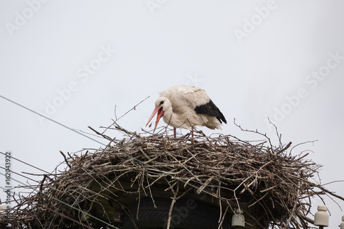 The adult white stork in a nest catches a beak of sterns