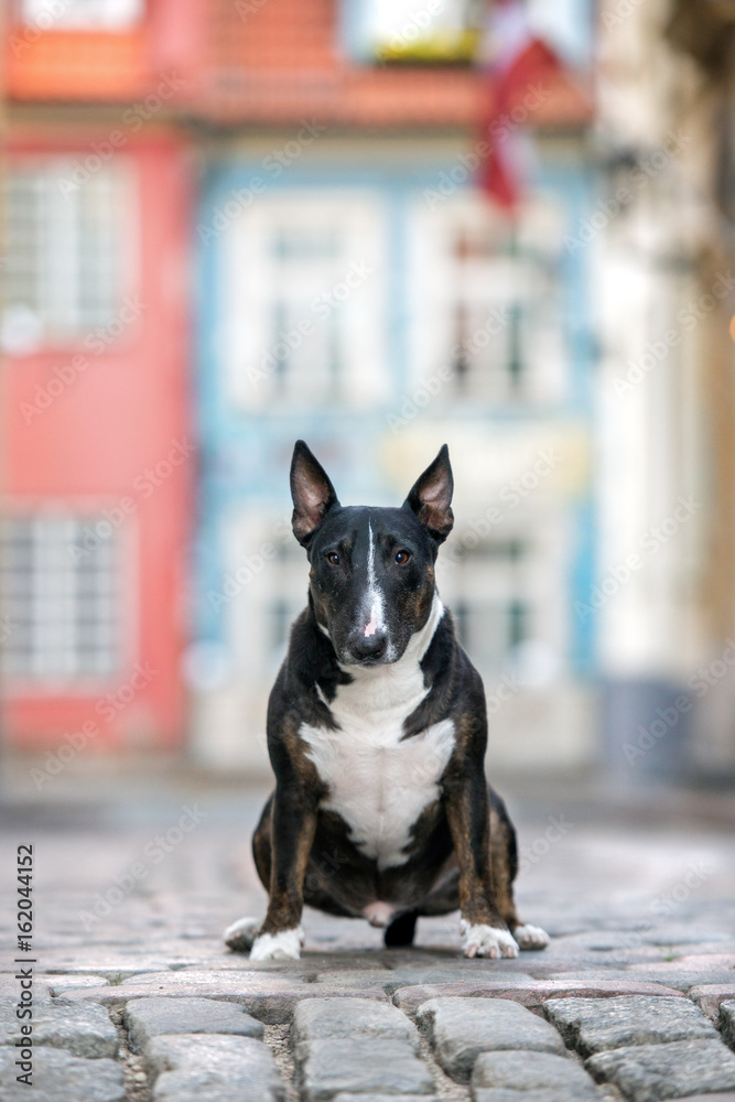 english bull terrier dog posing in the city
