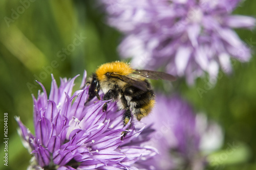 Bumblebee on a purple garlic flower