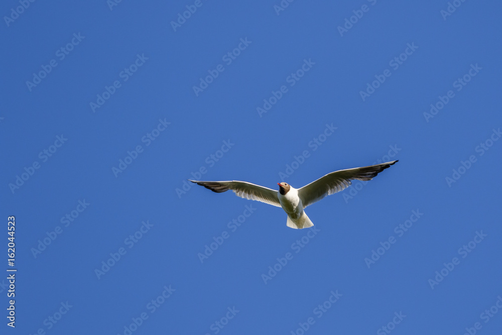 Obraz premium Black-headed gull flying in a blue sky