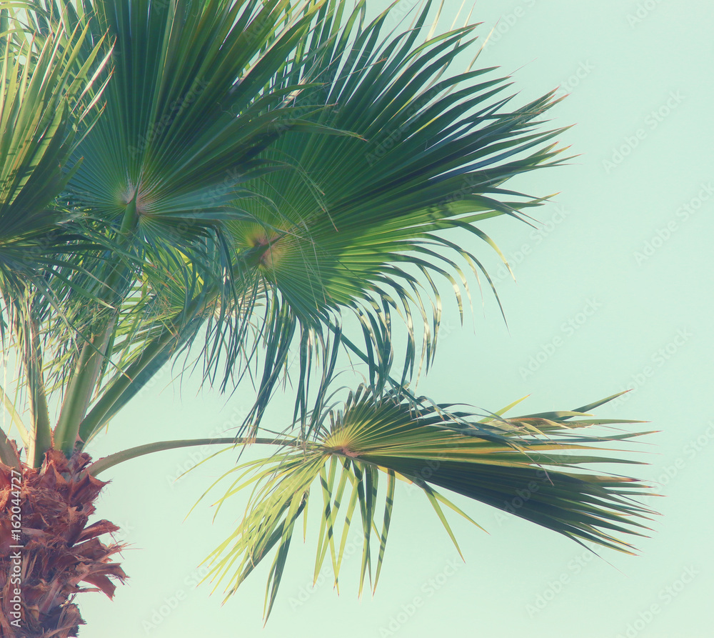 Palm trees against sky. retro style image. travel, summer, vacation and tropical beach concept Palm trees against sky. retro style image. travel, summer, vacation and tropical beach concept