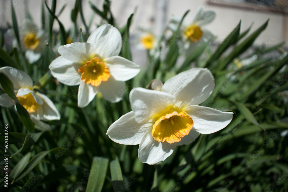 Daffodils in the grass