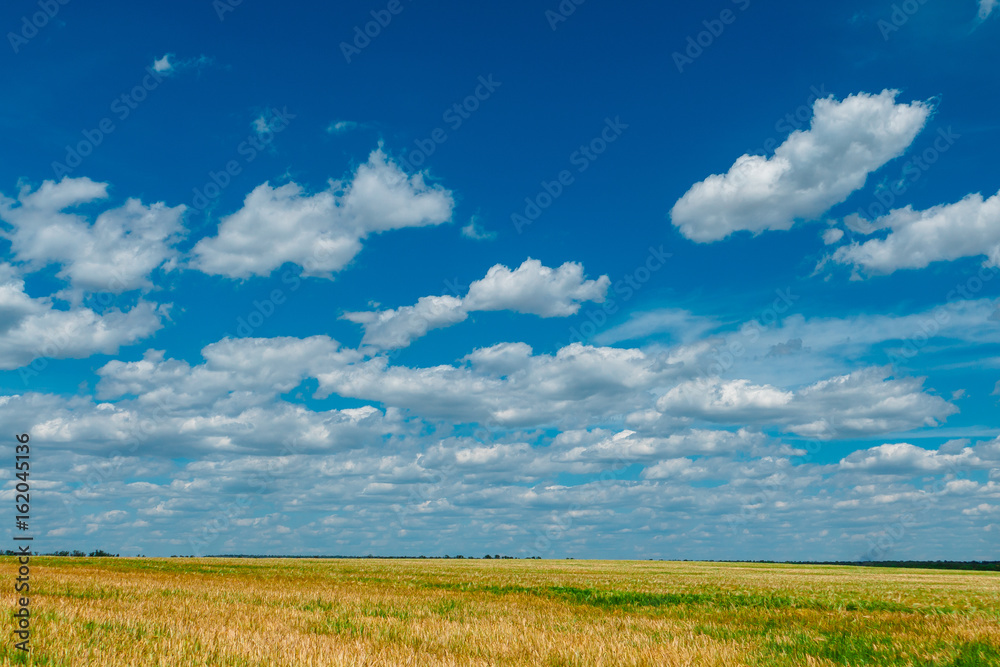 Wheat field