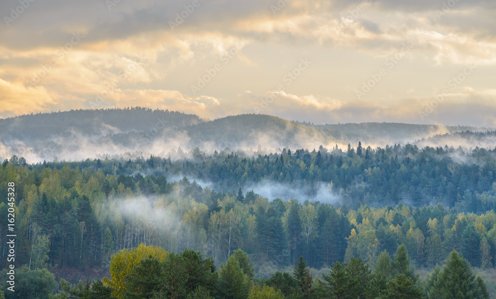 misty dawn in the national park deer streams