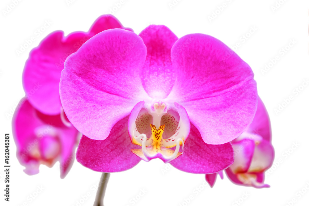 Fototapeta premium blooming Orchid