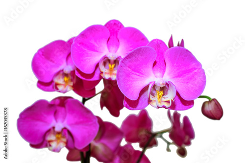 blooming Orchid
