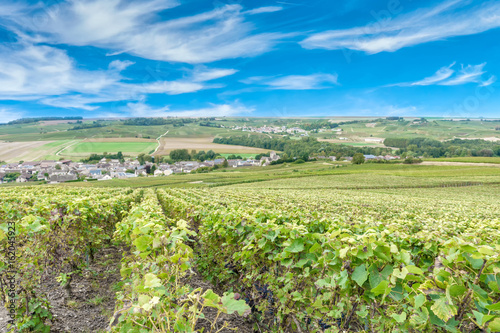 Scenic landscape in the Champagne  Vineyards in the Montagne de Reims  France