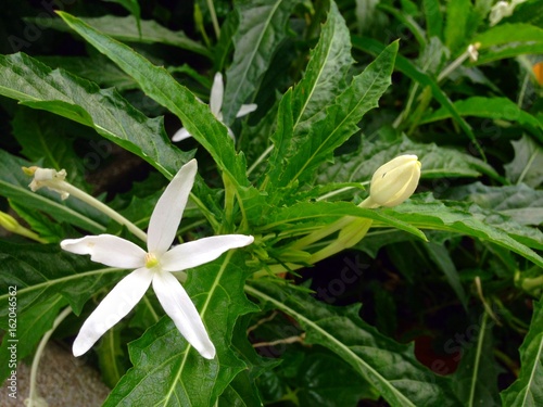 Hippobroma longiflora (L.) G. Don photo