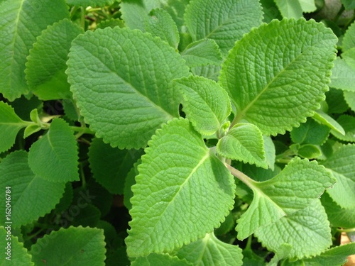 Plectranthus amboinicus (Lour.) Spreng plants.