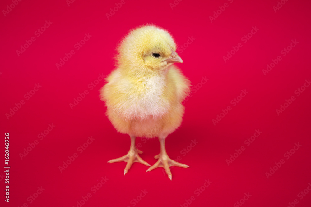 chick on red background studio closeup