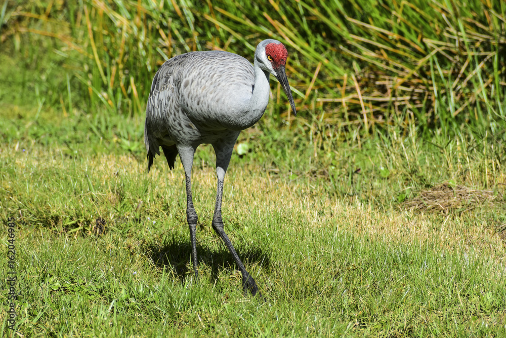 Fototapeta premium sand hill crane in the neighborhood