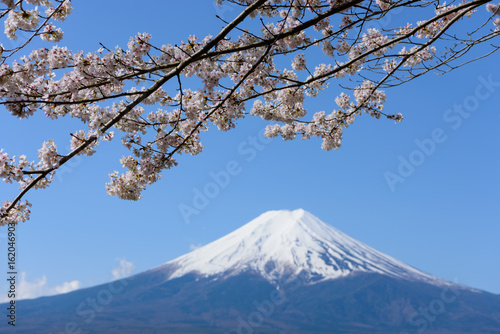 山梨 富士山と桜