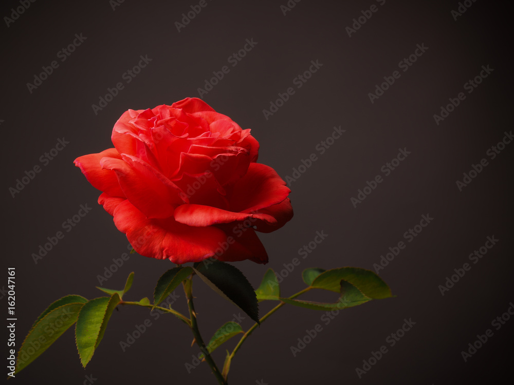 Red rose on a dark background