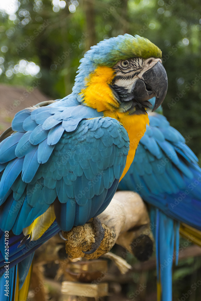 two blue and yellow macaw in a brazilian park