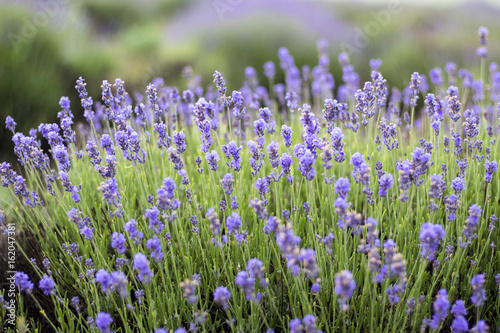 Beautiful image of lavender field, Lavender flower field, image for natural background