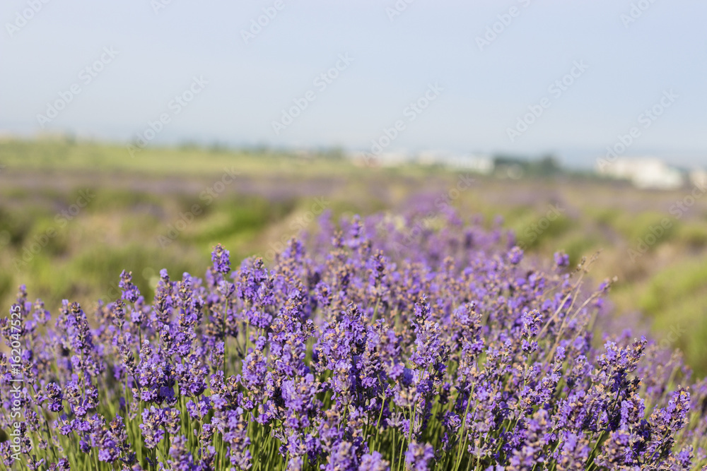 Beautiful image of lavender field, Lavender flower field, image for natural background Beautiful image of lavender field, Lavender flower field, image for natural background