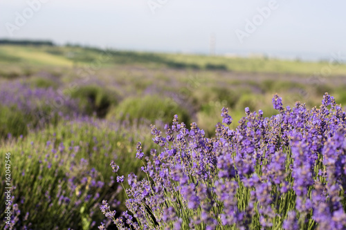 Beautiful image of lavender field  Lavender flower field  image for natural background