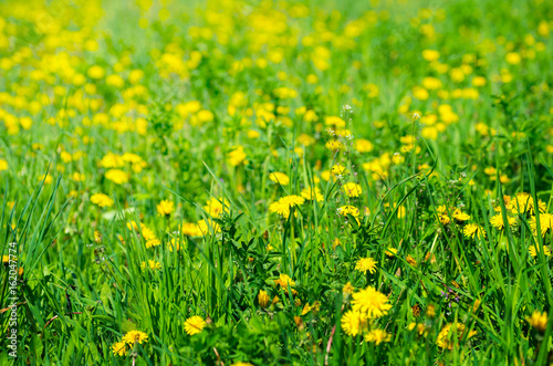 Dandelion on a green meadow