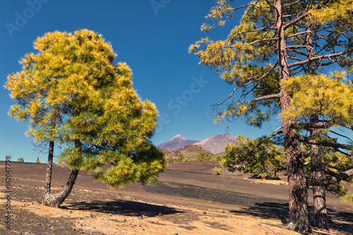 Teneriffa, Teide, Corona forestal, Pine Forest
