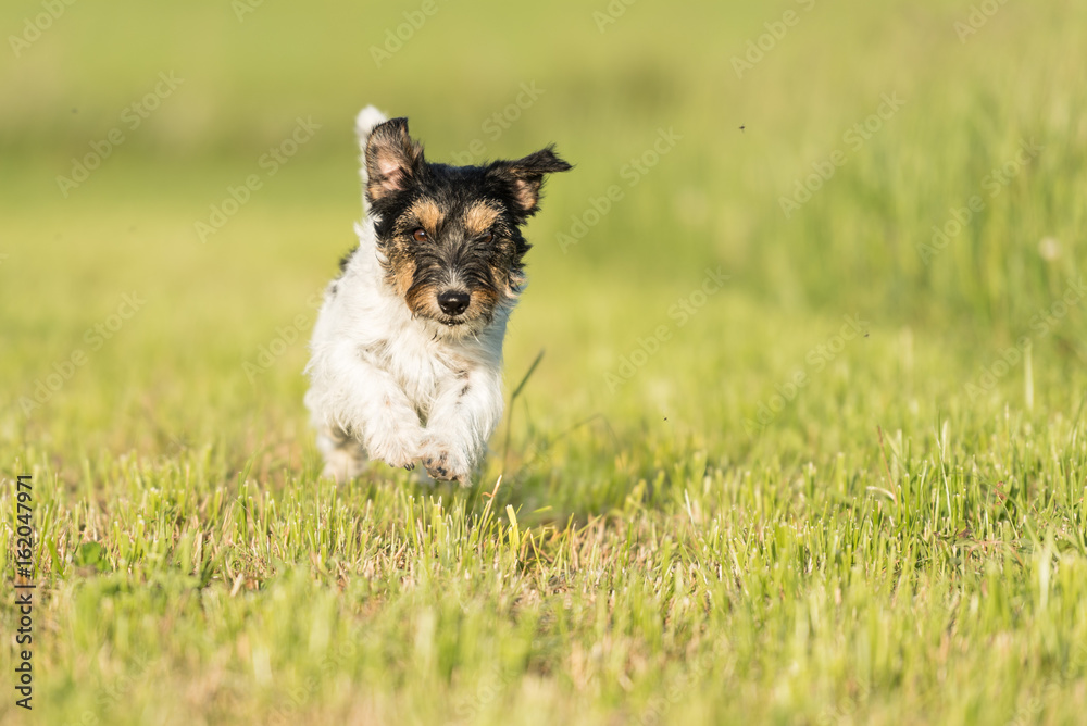 Small dog running over a green meadow - Jack Russell 2 years old