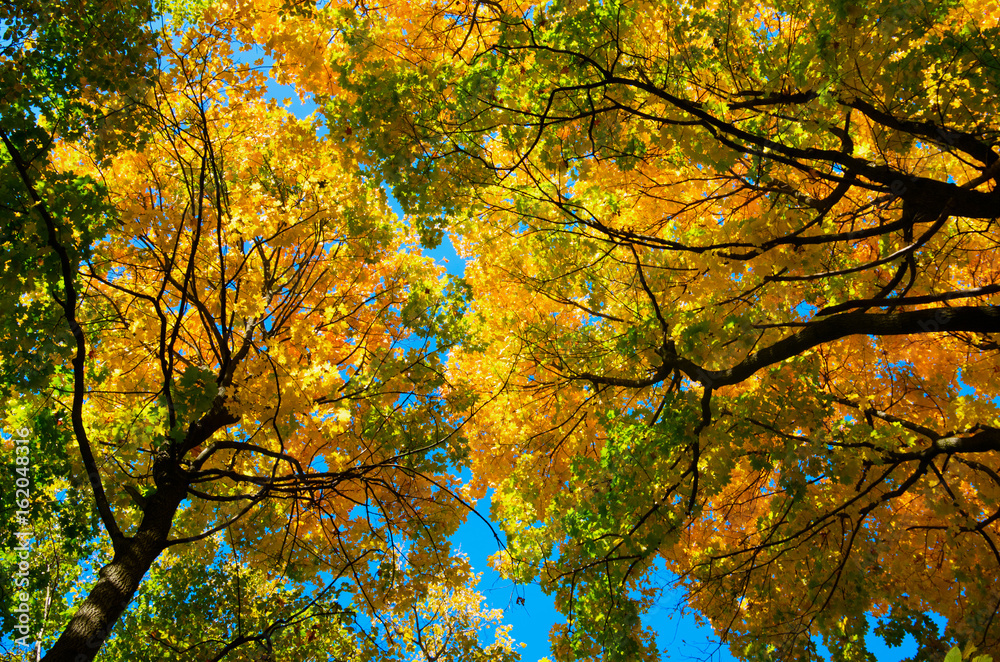 autumn forest trees. autumn forest trees.