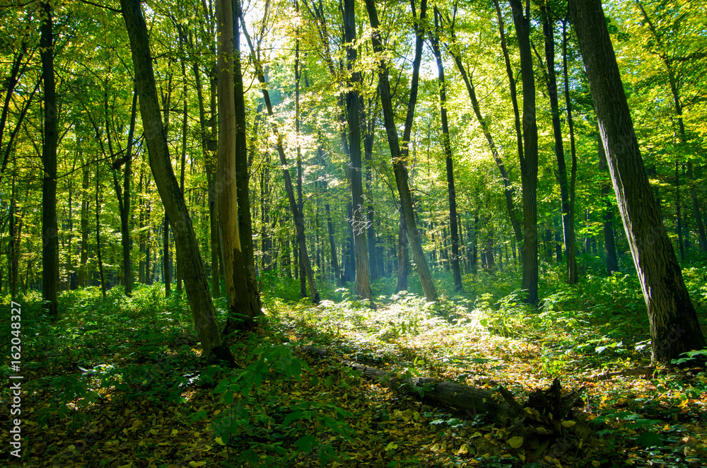 Naklejka premium forest green