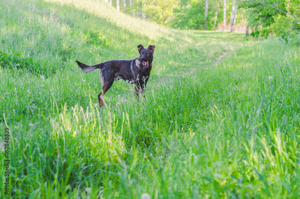 A dog without breed with brown wool walks through the meadow and enjoys walking A dog without breed with brown wool walks through the meadow and enjoys walking