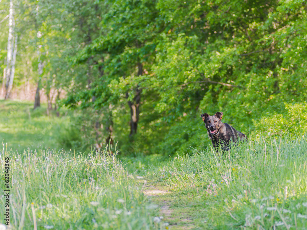 A dog without breed with brown wool walks through the meadow and enjoys walking A dog without breed with brown wool walks through the meadow and enjoys walking