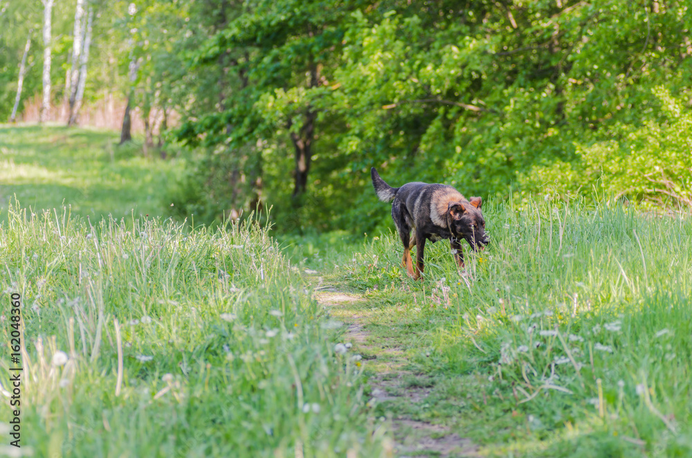 A dog without breed with brown wool walks through the meadow and enjoys walking