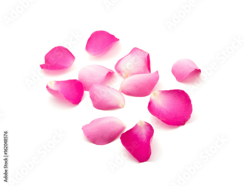 Petals of roses on a white background