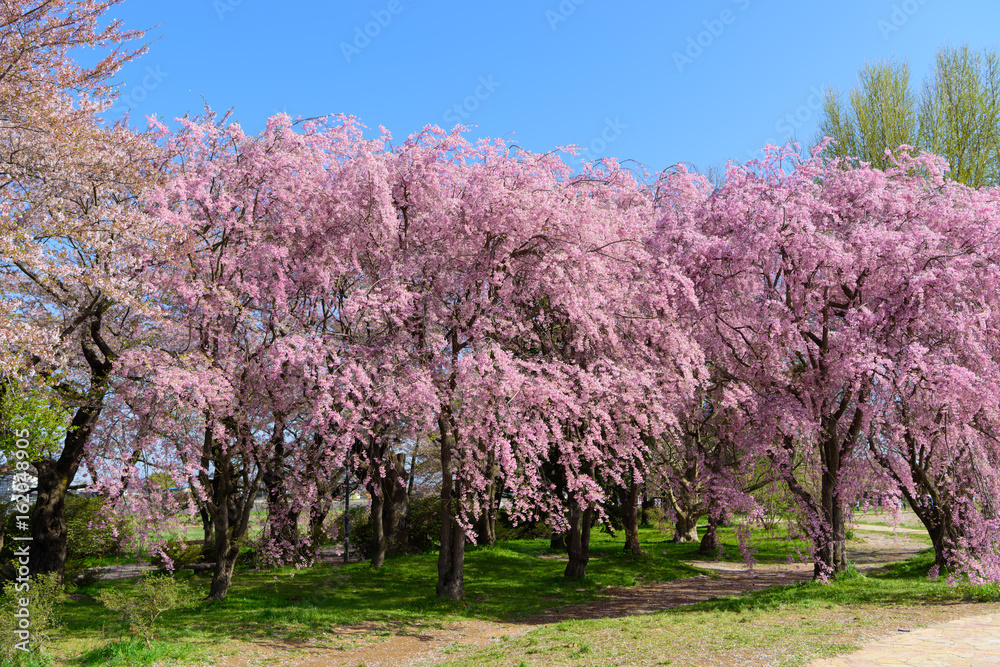 岩手　北上展勝地の桜　シダレザクラ