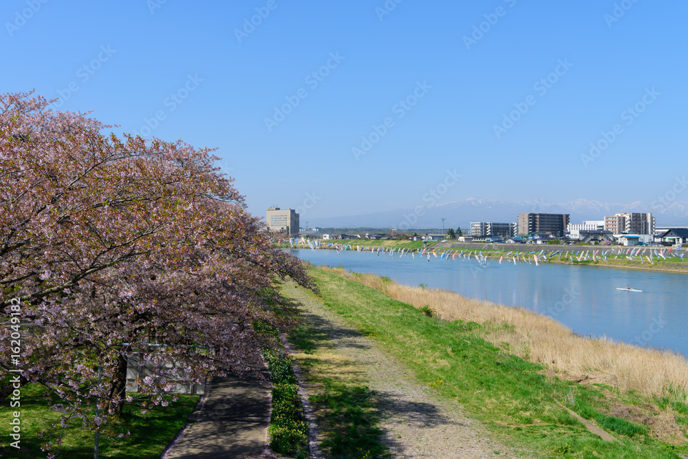 岩手　北上展勝地の桜